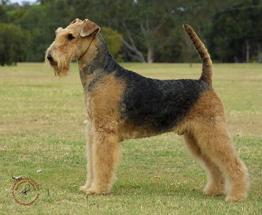 Airedale Terrier 9P011D-027.JPG